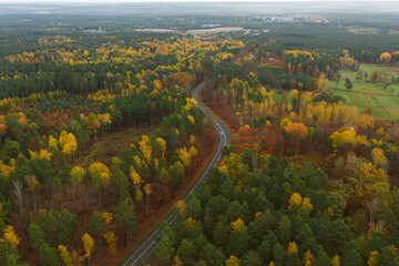 Rozległa równina porośnięta mieszanym, iglasto liściastym lasem. Środkiem przebiega asfaltowa droga. Jest jesień liście mają żółty i brązowy kolor. Zdjęcie z drona. - 542371207