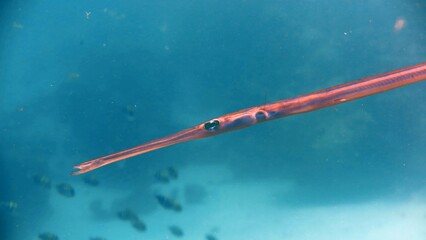 trumpet fish