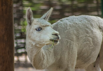 Alpanka close-up, alpanka looks away, llama, antelope, herbivore