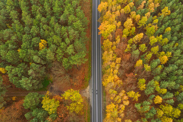 Rozległa równina porośnięta mieszanym, iglasto liściastym lasem. Środkiem przebiega asfaltowa droga. Jest jesień liście mają żółty i brązowy kolor. Zdjęcie z drona. - 542371661