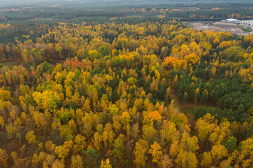 Rozległa równina porośnięta mieszanym, iglasto liściastym lasem. Jest jesień, igły mają zielony kolor, liście są żółte i brązowe. Jest słoneczny dzień. Zdjęcie z drona. - 542371678