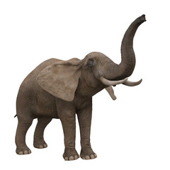 African elephant reaching up with trunk. 3D illustration.