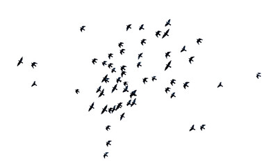 flock of birds png