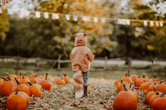 Girl wearing fox costume standing amidst pumpkins on field
