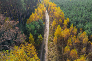Rozległa równina porośnięta mieszanym, iglasto liściastym lasem. Środkiem przebiega żwirowa droga. Jest jesień liście mają żółty i brązowy kolor. Zdjęcie z drona. - 542372244