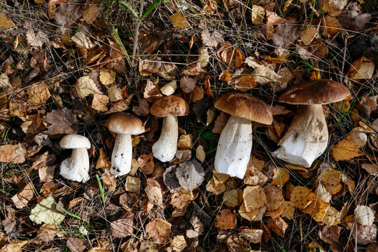 Porcini mushrooms on autumn leaves