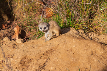 Meerkat - Suricata suricatta cub in its natural habitat.
