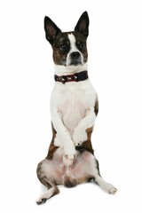 Vertical shot of a cute Boston Terrier puppy isolated on a white background