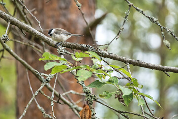 Great tit sitting in tree on a branch. Wild animal foraging for food. Animal shot