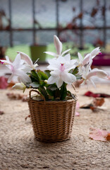Blooming White Schlumbergera truncata in a woven basket