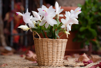 Blooming White Schlumbergera truncata in a woven basket