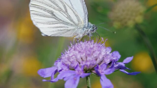 Macro of a green-veined white (Pieris napi) butterfly drinking nectar from a flower