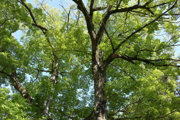 Obraz premium 大木を見上げる