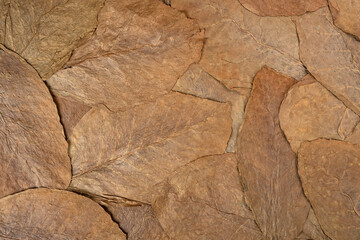 Dry Tobacco leaves background, close up. High quality tobacco big leaf, macro close up