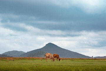 Two cows grazing in the green fields  with the green mountain background, Odisha, India
