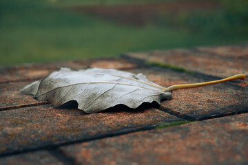 Autumn dry sheet lies on the paving slabs, against the background of green grass. A lonely leaf fell from a tree on a step. Selective focus
