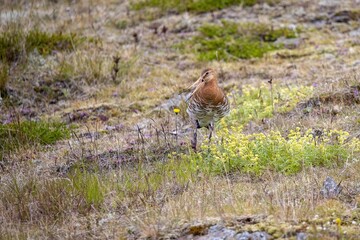 Beautiful black-tailed godwit in Iceland with an open beak in a sunny meadow