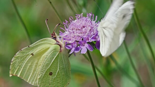 Macro of common brimstone (Gonepteryx rhamni) and green-veined white (Pieris napi) butterflies