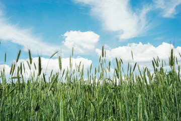 Green raw wheat field. Agriculture cereal field texture. Empty copy space nature and food background. Outdoor scene growing cereal. Vibrant scenic view. Blue cloudy sky over the field.