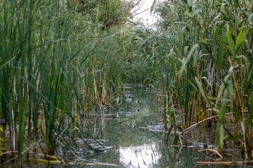 Obraz na płótnie Canvas The swamps and wilderness of the Danube Delta in Romania