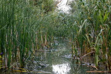 The swamps and wilderness of the Danube Delta in Romania