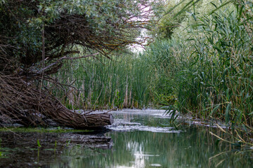 The swamps and wilderness of the Danube Delta in Romania