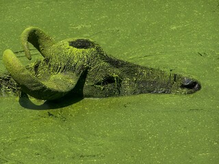 Buffalo submerged in green pond