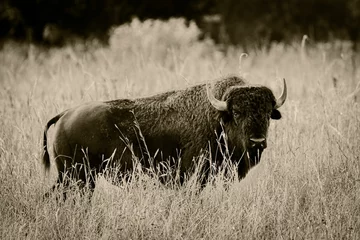 Foto op Canvas lone bison on the prairie © Todd Johnson/Wirestock Creators