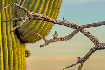 A Rufous Winged Sparrow in Tucson, Arizona
