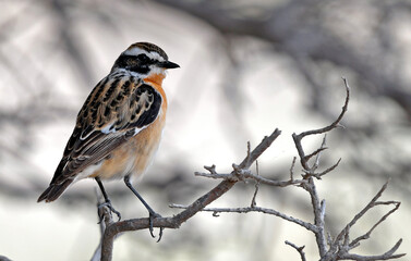 Whinchat // Braunkehlchen (Saxicola rubetra) - Bird of the Year 2023