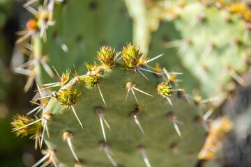 A spiny wild cactus plant in Saguaro National Park, Arizona