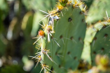 A spiny wild cactus plant in Saguaro National Park, Arizona