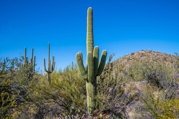 A long slender Saguaro Cactus in Tucson, Arizona