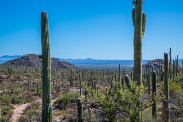 Fototapeta na wymiar A long slender Saguaro Cactus in Tucson, Arizona