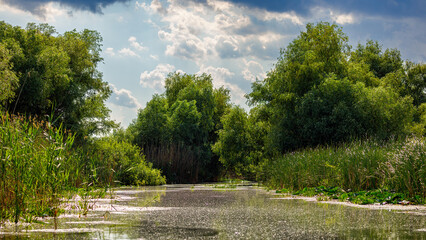 The swamps and wilderness of the Danube Delta in Romania