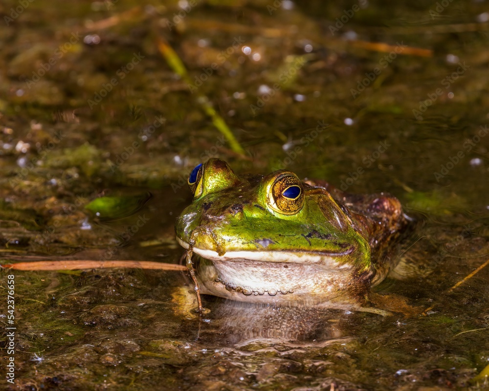 Sticker Closeup of American bullfrog (Lithobates catesbeianus) in the water with algae on its head