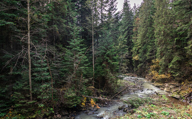 Obraz premium A small river in a coniferous forest in a mountainous area.