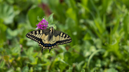 Motyl złapany na tatrzańskich pagórkach. © Dom