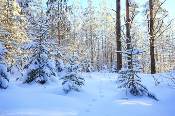 sunny view in winter forest, sun landscape nature