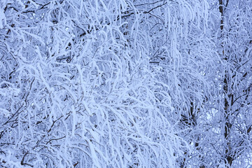 branches covered with frost background abstract winter december view