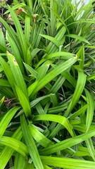 Obraz premium Pandan leaves