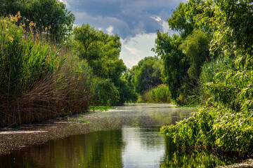 Fototapeta na wymiar The swamps and wilderness of the Danube Delta in Romania