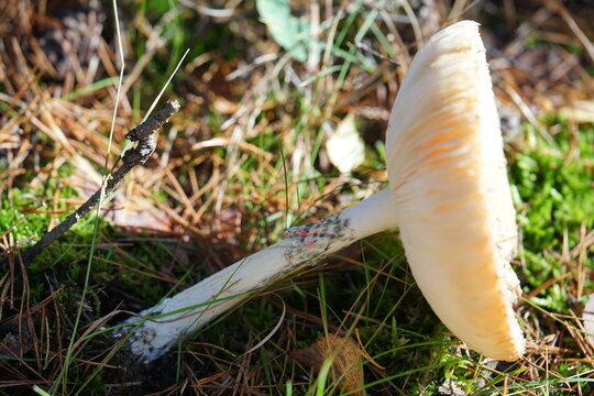 Pize in the forest, tree mushroom,mushroom, nature, forest, autumn, fungus, grass, food, fungi, mushrooms, brown, edible, green, wild, season, fall, moss, boletus, plant, closeup, cap, toadstool, leaf