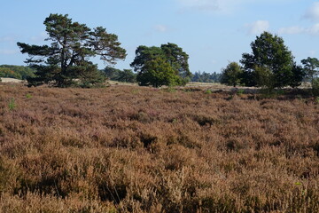 grass in the field, moor,tree, landscape, sky, nature, grass, field, meadow, trees, summer, green,...