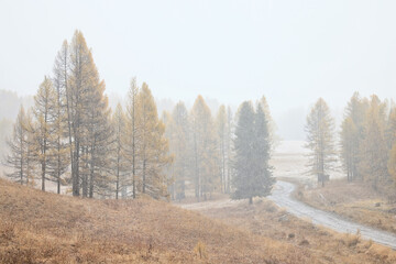 autumn fog landscape forest mountains, trees view mist