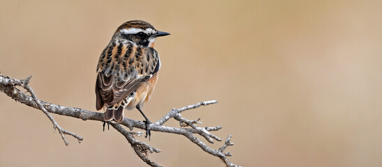 Whinchat // Braunkehlchen (Saxicola rubetra) 