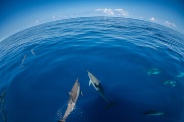小笠原　凪の海を泳ぐハシナガイルカの群れ