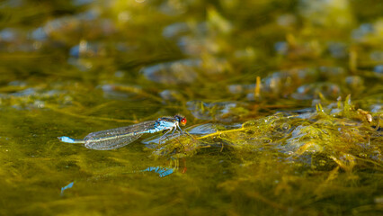 A small red-eyed damselfly in the Danube Delta