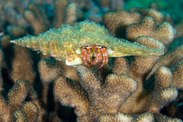 小笠原　オイランヤドカリ