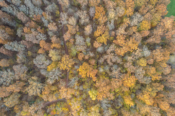 Aerial view on multicolored trees in autumn, and green grass, forest, wild nature, river, contrasts. Beautiful autumn in the village. Golf course. 